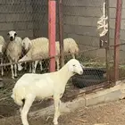 طلي