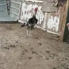 دجاجتين وديك شامو