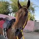 حصان شعبي سبوق