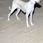 سلقه للبدل فقط