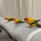 3 ذكور صن كنيور اعمارهم سنة ونص محللين بشهادات