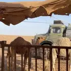 قعود فاخر