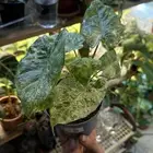 الوكاسيا macrorrhizos Camouflage نباتات داخلي