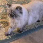 قطط للبيع