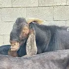 ماعز