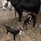 عنز عارضيه والده 3