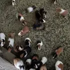 وبران بلديه و أرانب بلديه