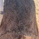 حايل فل شحم