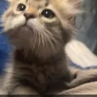 قطه للتبني