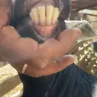 عنز طيبه للبيع