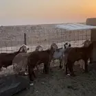 سواكن مرابي من ثلاث شهور وفوق العدد سته