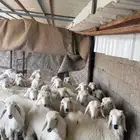 بهم للبيع الحد من 780