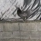ديك ودجاجه براهما