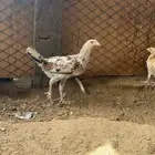 دجاج بلدي