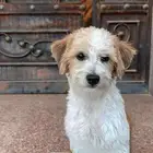 كلب شواوه لي البيع