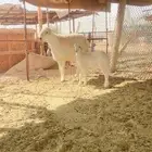 طلي