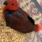 فرخ انثى اكلكتش