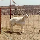 طلي فحل صنف الصنف