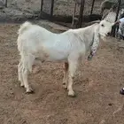 تيس هولندي صنف الصنف