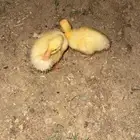 بط للبيع