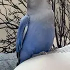 فرخ روز - تم البيع