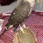 للبيع باز اسبرو