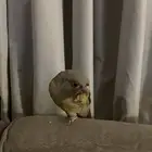 طير هدد داخلي كنيور اليف جدا
