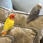 زوج روز أليف جاهز للانتاج( سعر يابلاش)450 شامل جميع الملحقات