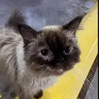 قطة بيت للتبني