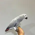 فرخ كاسكو اليف جدا