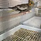 للبيع فرخين كروان