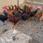 دجاج بلدي