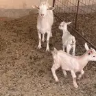 للبيع ماعز قزم