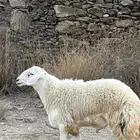 ضان مقاني حرش صنف للبيع