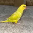 فرخ دره لاسوينج