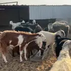 للبيع معزاء