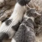 بسس للتبني