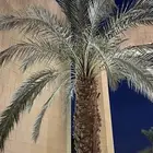 مطلوب مزرعة في الثمد