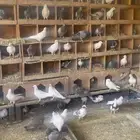 حمام فرنسي و بلدي للبيع