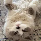 قط ذكر لتبني عمره ممكن سنتين طالب التزاوج