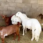 خرفان و تيوس