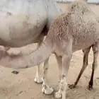 ناقه هديه على جميع الشروط تحتها بكره الموقع ظلم