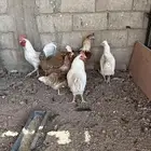 دجاج لوهمان