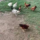 دجاج مهجن فرنسي براهما