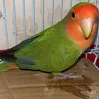 روز