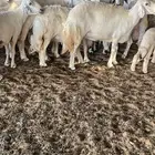 غنم حريات دفيع وحصيب