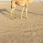 بكرة جذعه اصيل شكلها طيب