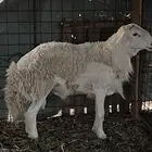 خروف ثني مشروط