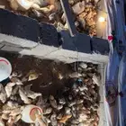 فروخ دجاج بلدي