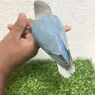 طير روز اليف هدد ما يعض نشببه